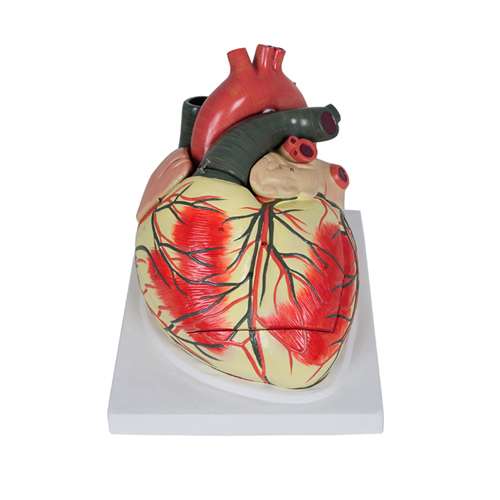 Cuore linea Value, ingrandito 3 volte, in 4 parti