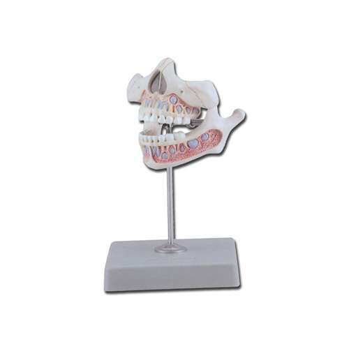 Modello dentatura bambino