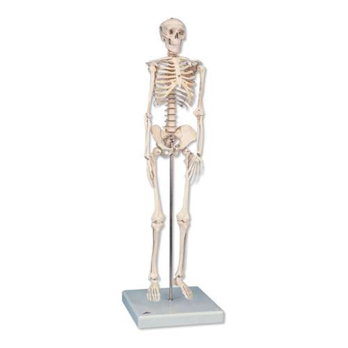 Mini scheletro Shorty, su base