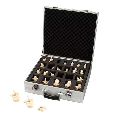Vertebre BONElike™: set da 24 pezzi