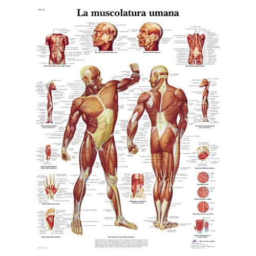 Poster laminato 50 × 67 cm